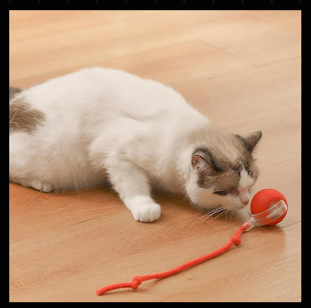 Interactive pet toy for cats featuring a durable teaser ball and rope for fun indoor play.