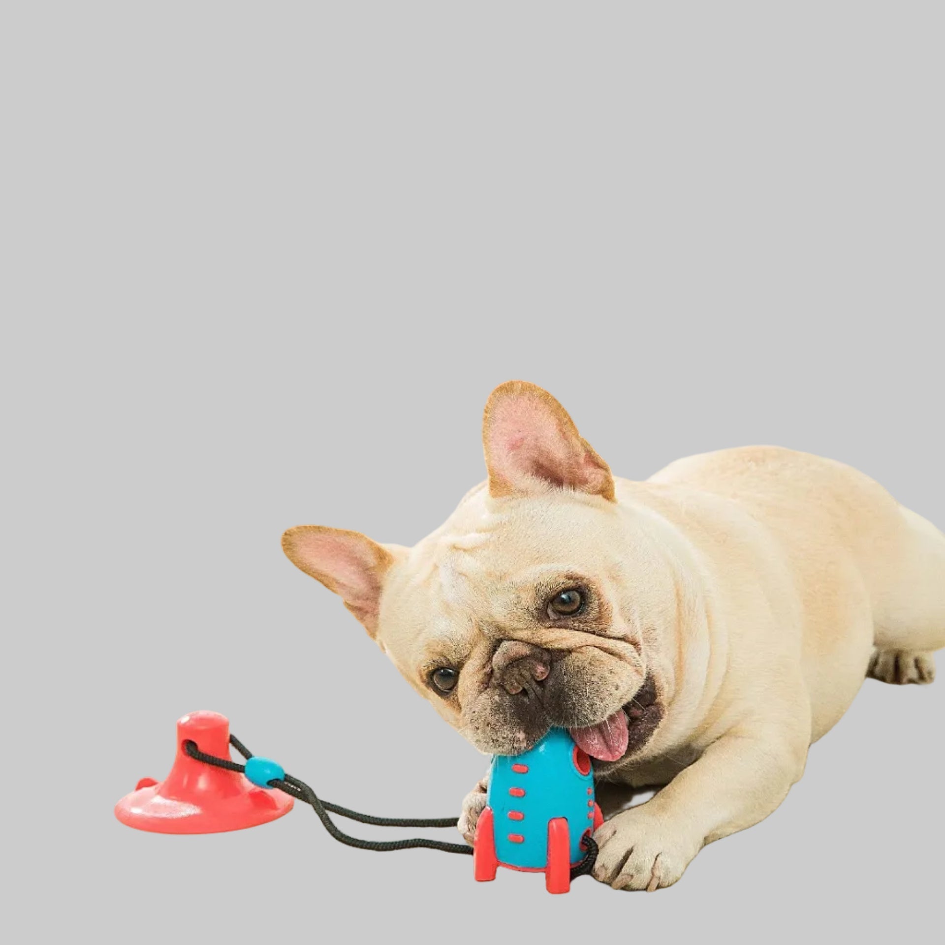 Why Every Dog Needs an Interactive Chew Toy