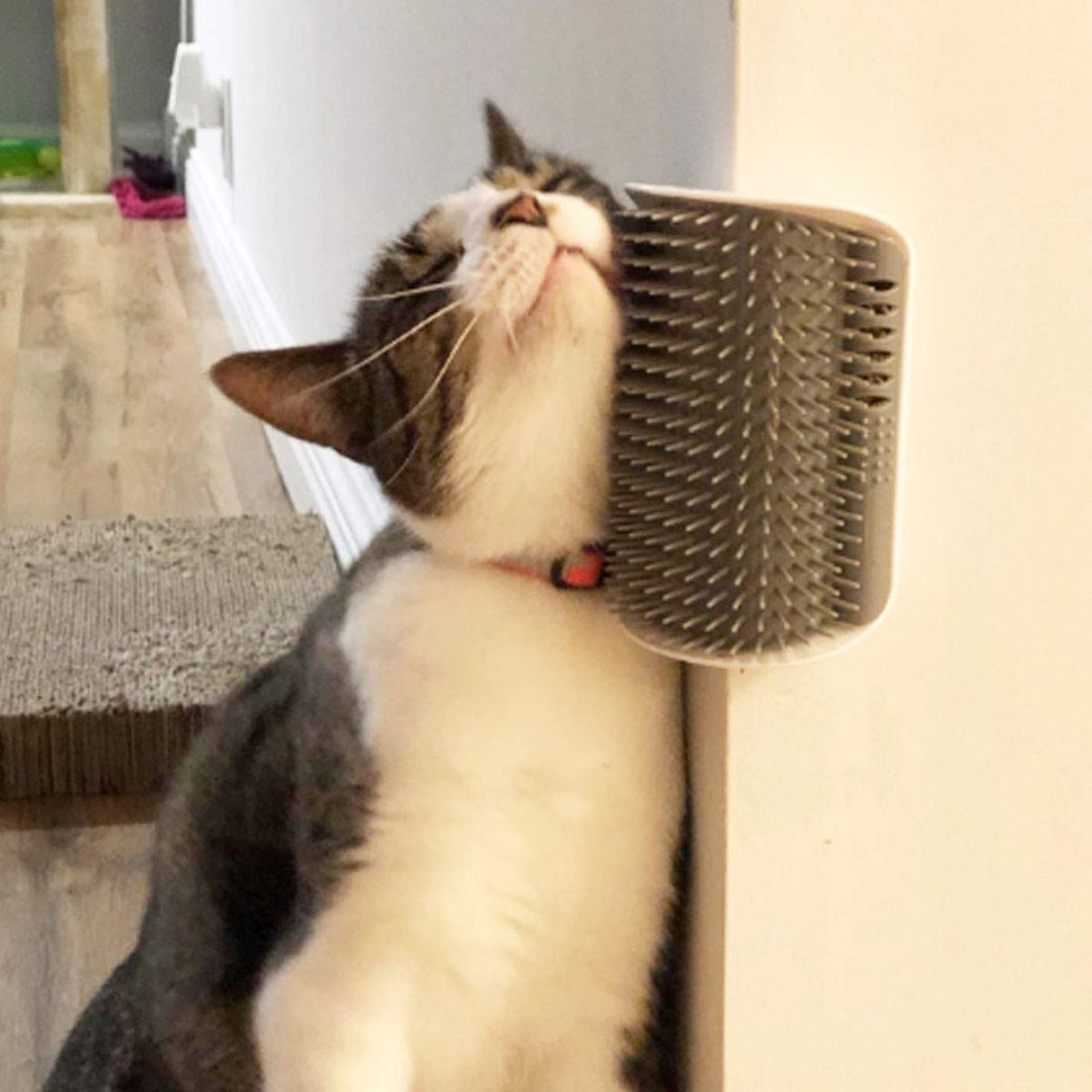 Why Every Indoor Cat Loves a Self-Grooming Corner Brush
