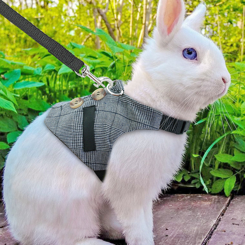 Small Pet Essentials