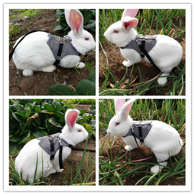 Multiple views of BunnyWalk premium rabbit harness and leash