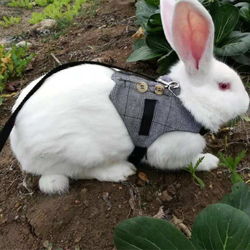 Side view of rabbit wearing adjustable BunnyWalk harness