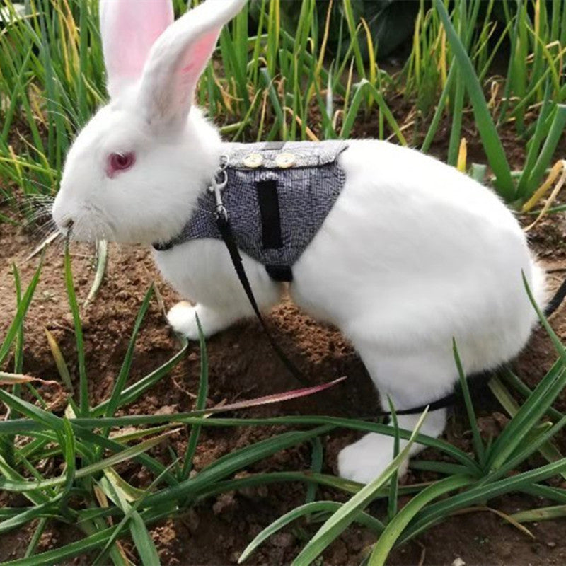 Rabbit exploring outdoors with comfortable harness and leash