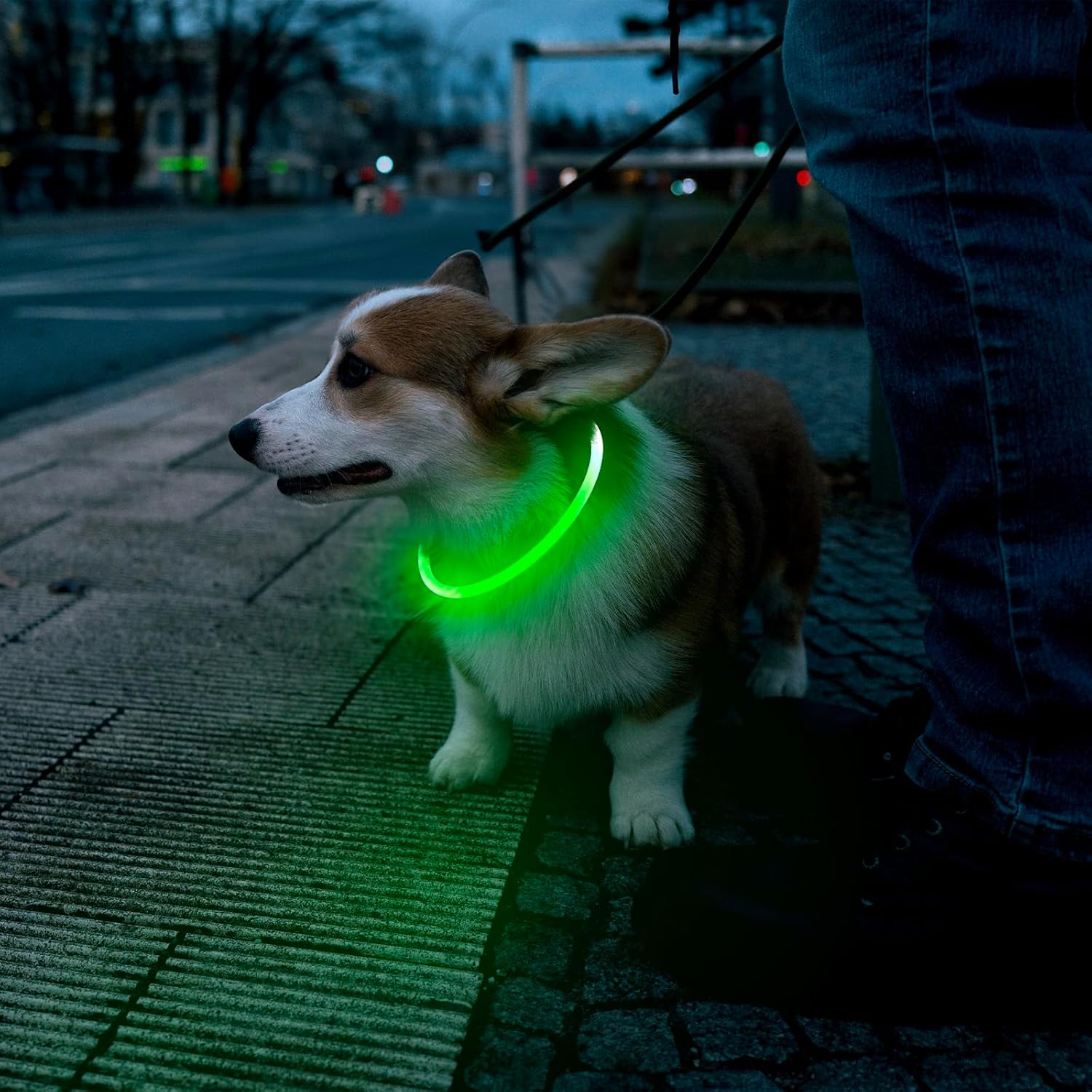 Dog wearing the PawGlow™ LED collar during an evening walk